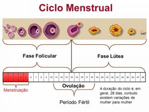 Ciclo curto, ovulação precoce