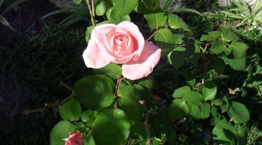 rosa de queluz