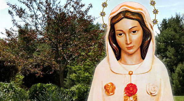 A Virgem Maria, Rosa Mística, quer realizar uma obra perfeita em nosso jardim espiritual.