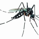 Dengue: sintomas, transmissão e tratamento