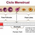 Ciclo curto, ovulação precoce
