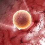 Ovulação: um sinal de saúde da mulher