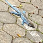 VISITA NATURAL E ILUSTRE