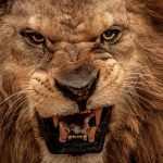 O leão esta a rugir, ficai atento