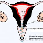 Método de Ovulação Billings e o período fértil