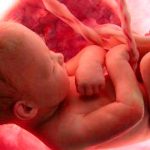 Ações propostas pela CNBB contra a legalização do aborto